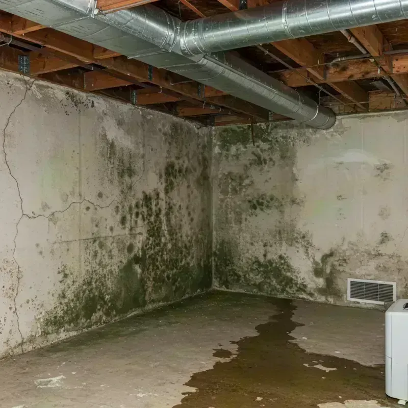 Professional Mold Removal in Pinckneyville, IL